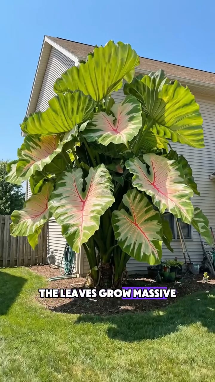 Giant Caladium Bulbs The color wizard that creates a dream garden