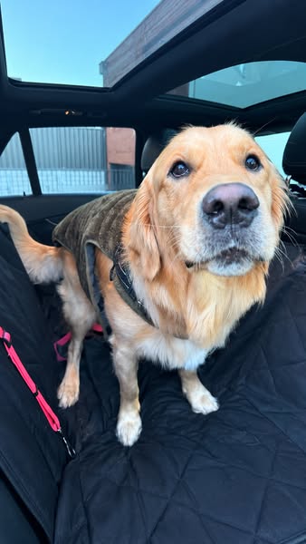 Give Your Dog The Right Water!