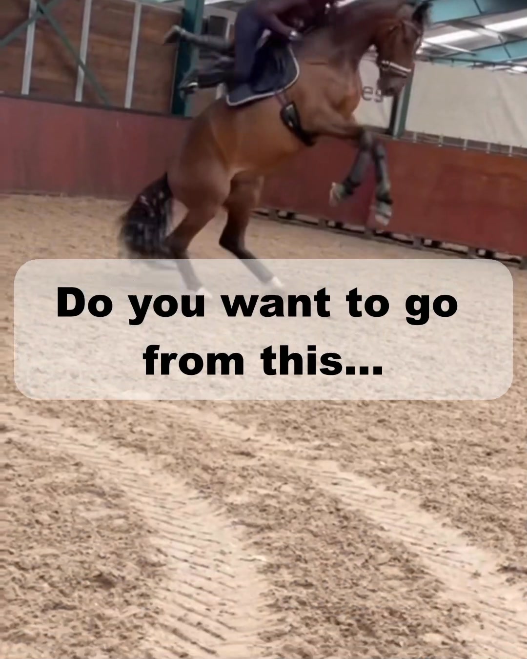 Works for every horse