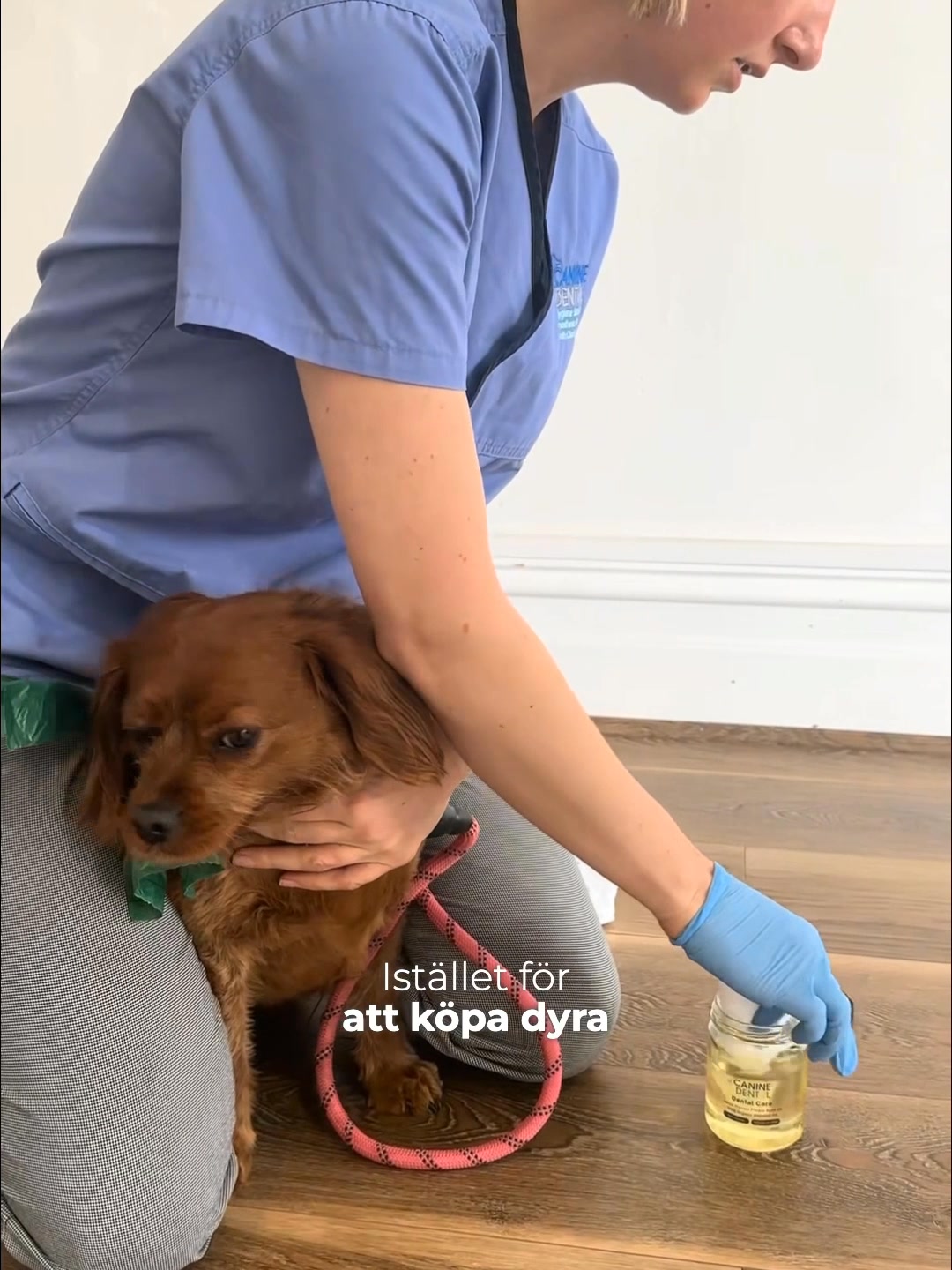 3 saker din hund gör som egentligen handlar om magen.