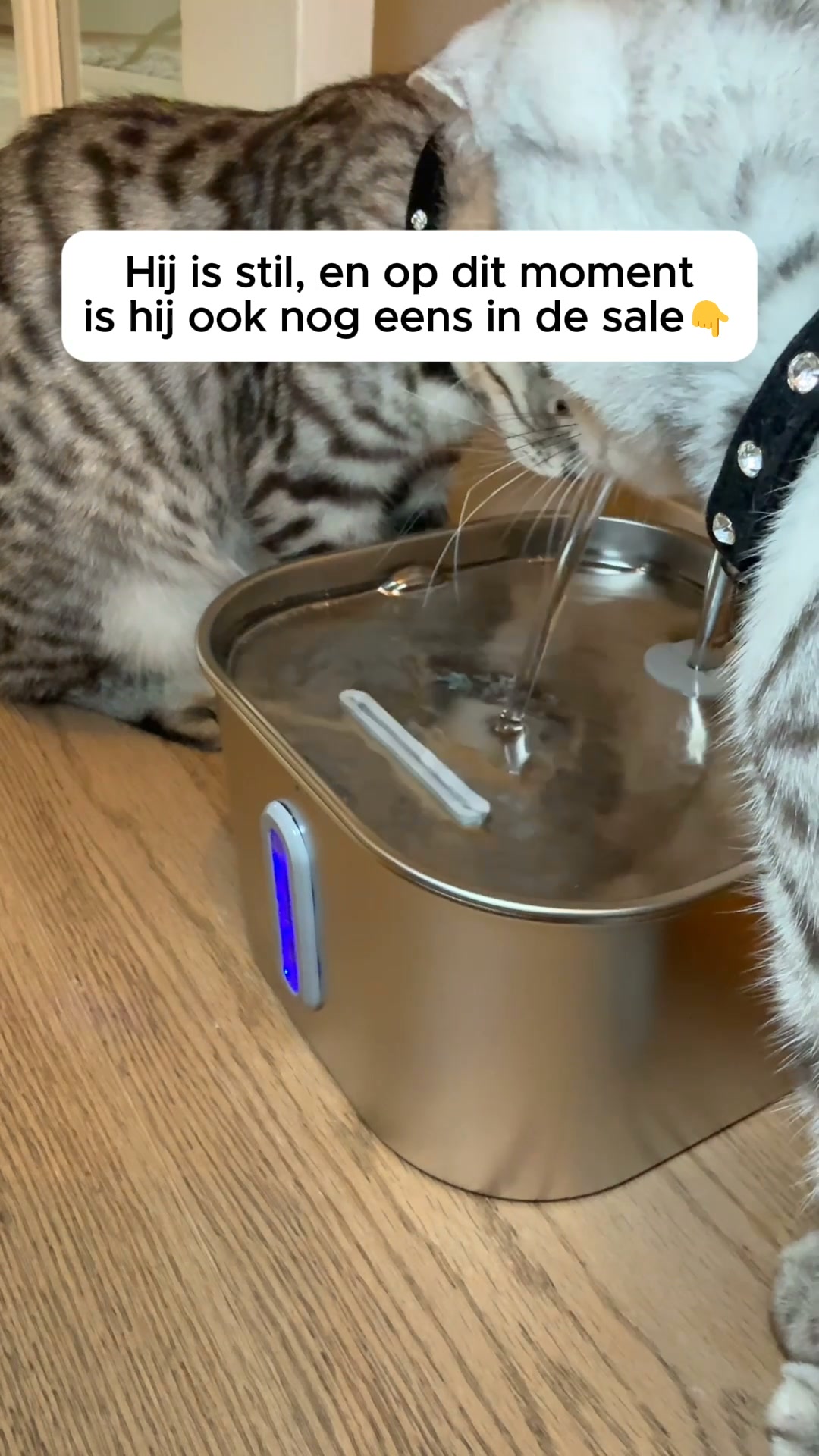 Drinkt jouw kat wel genoeg?