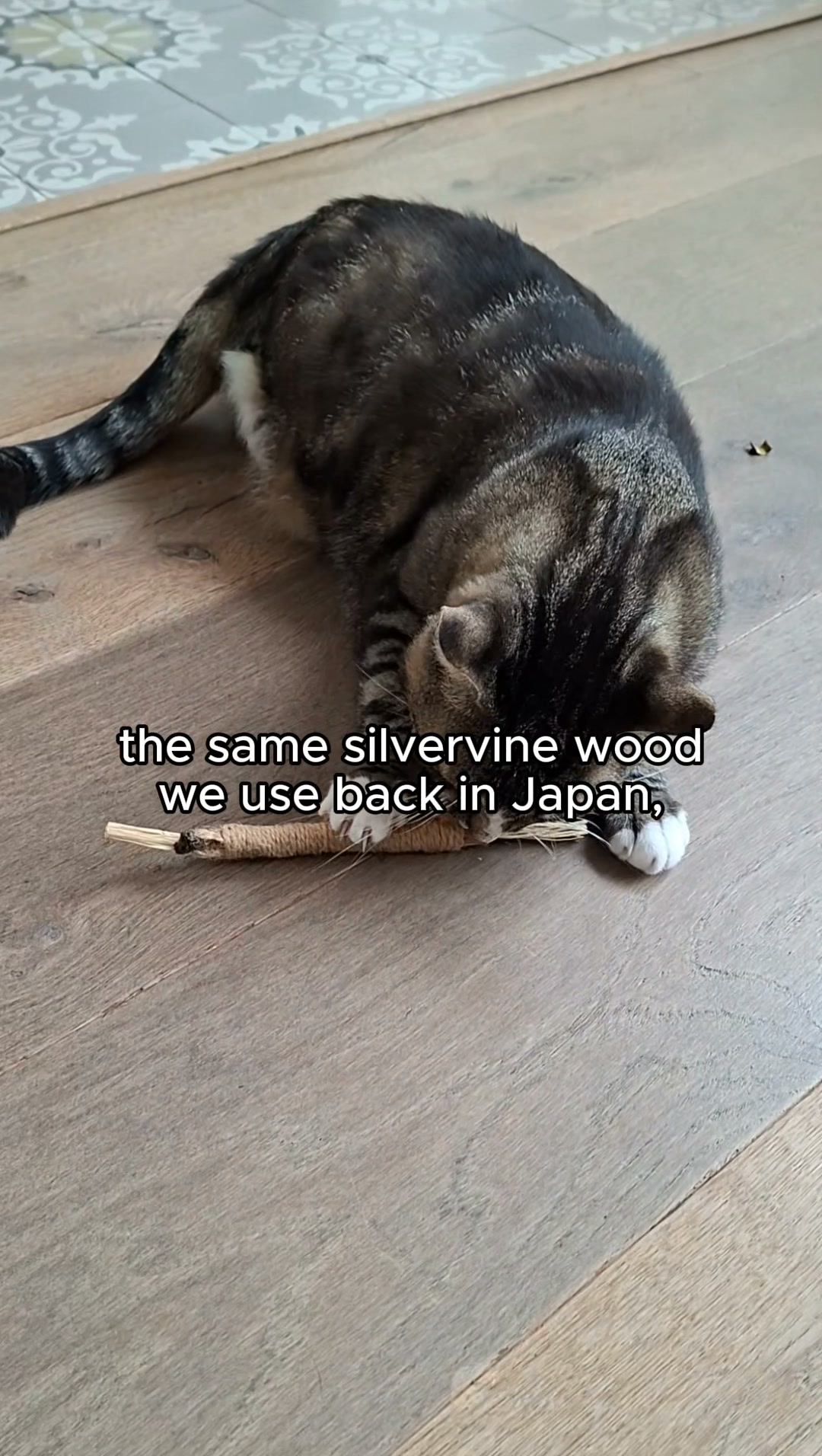 The $1,000 Cleaning Your Cat May Not Need