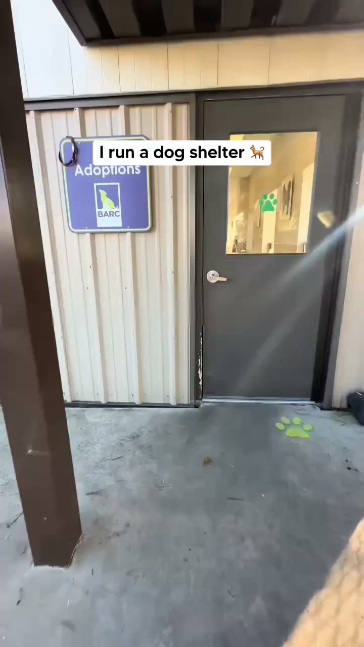The Safest Chew We Give Our Dogs