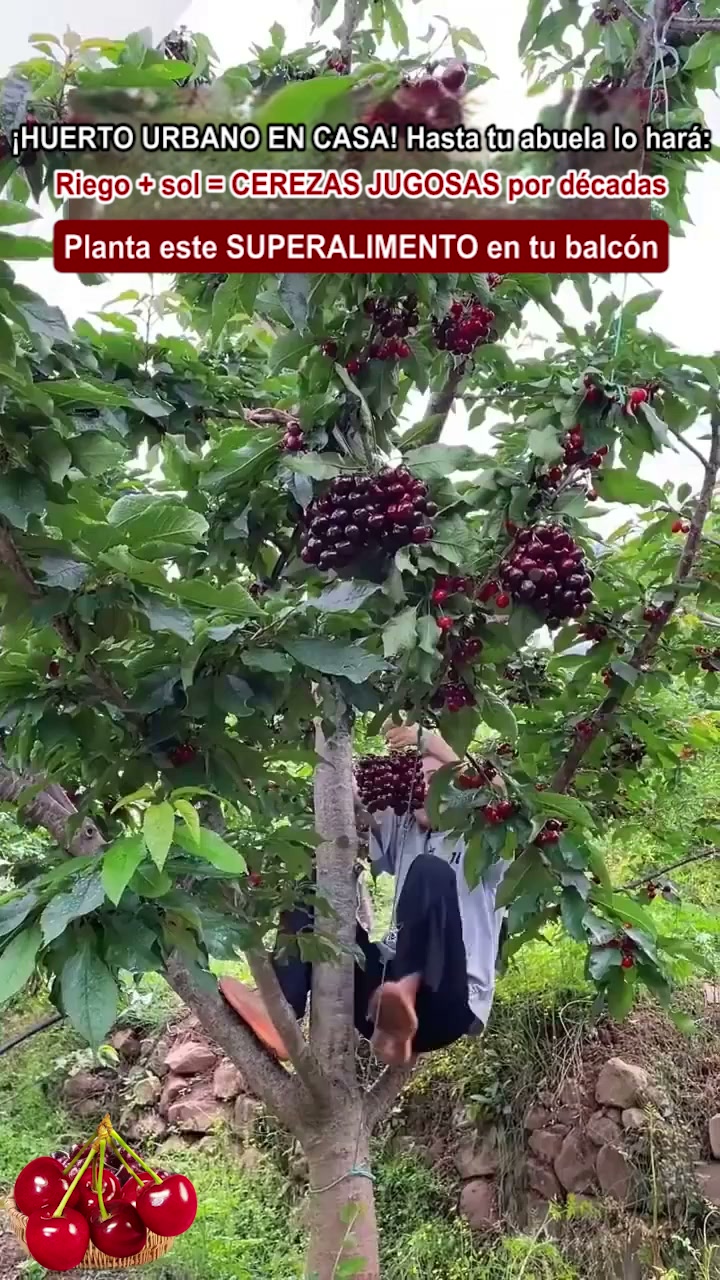 【HAZ CLIC AQUÍ Y PLANTA TU CEREZO ENANO EN ESTA TEMPORADA DE OTOÑO】