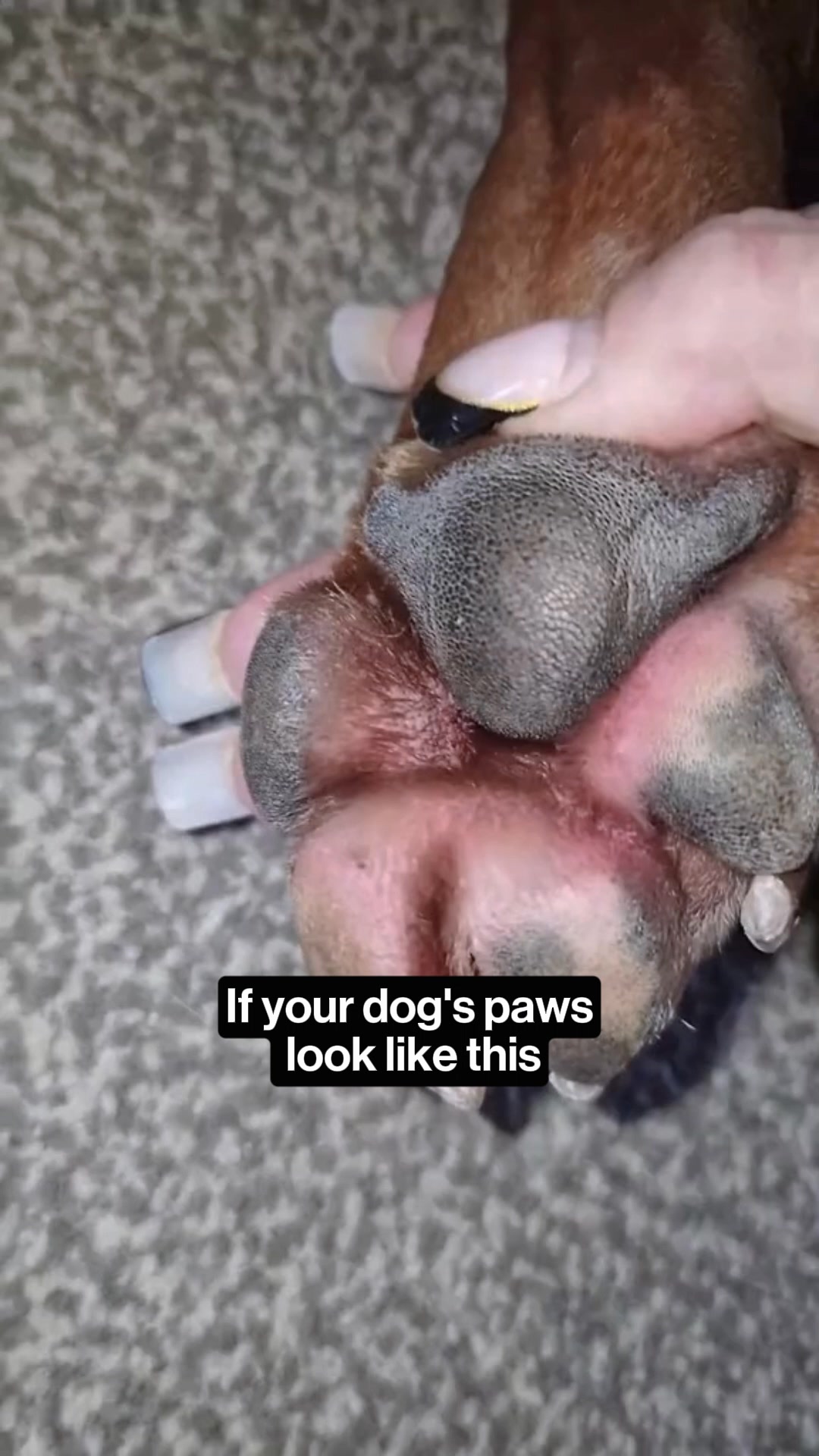 Vet-Recommended Itch Relief