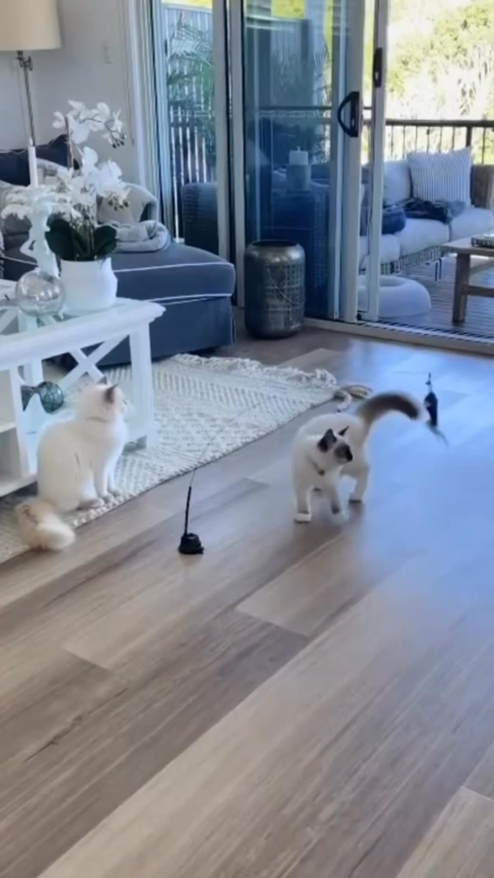 Akivera din katt på nolltid