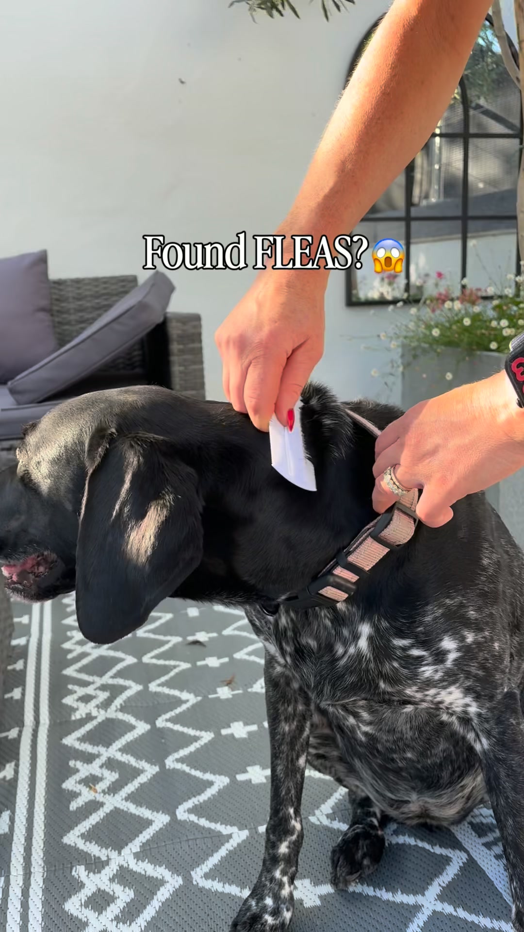 Natural Flea Care, Made Simple
