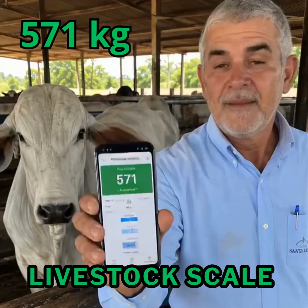 Digital Scale in Your Pocket