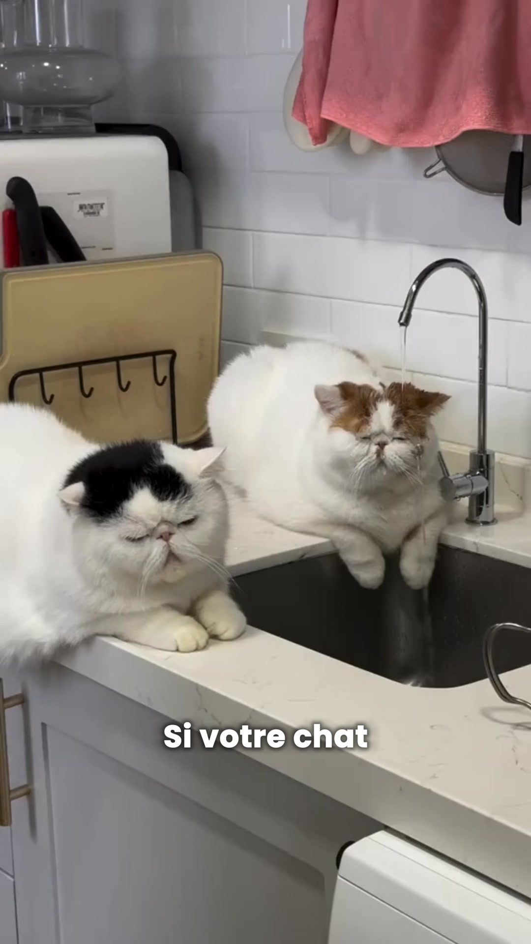 La fontaine en inox que les chats adoptent en 24h