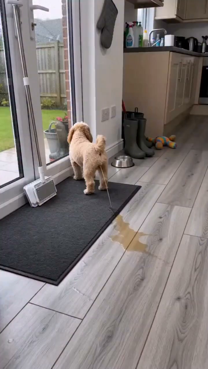 kingwwy