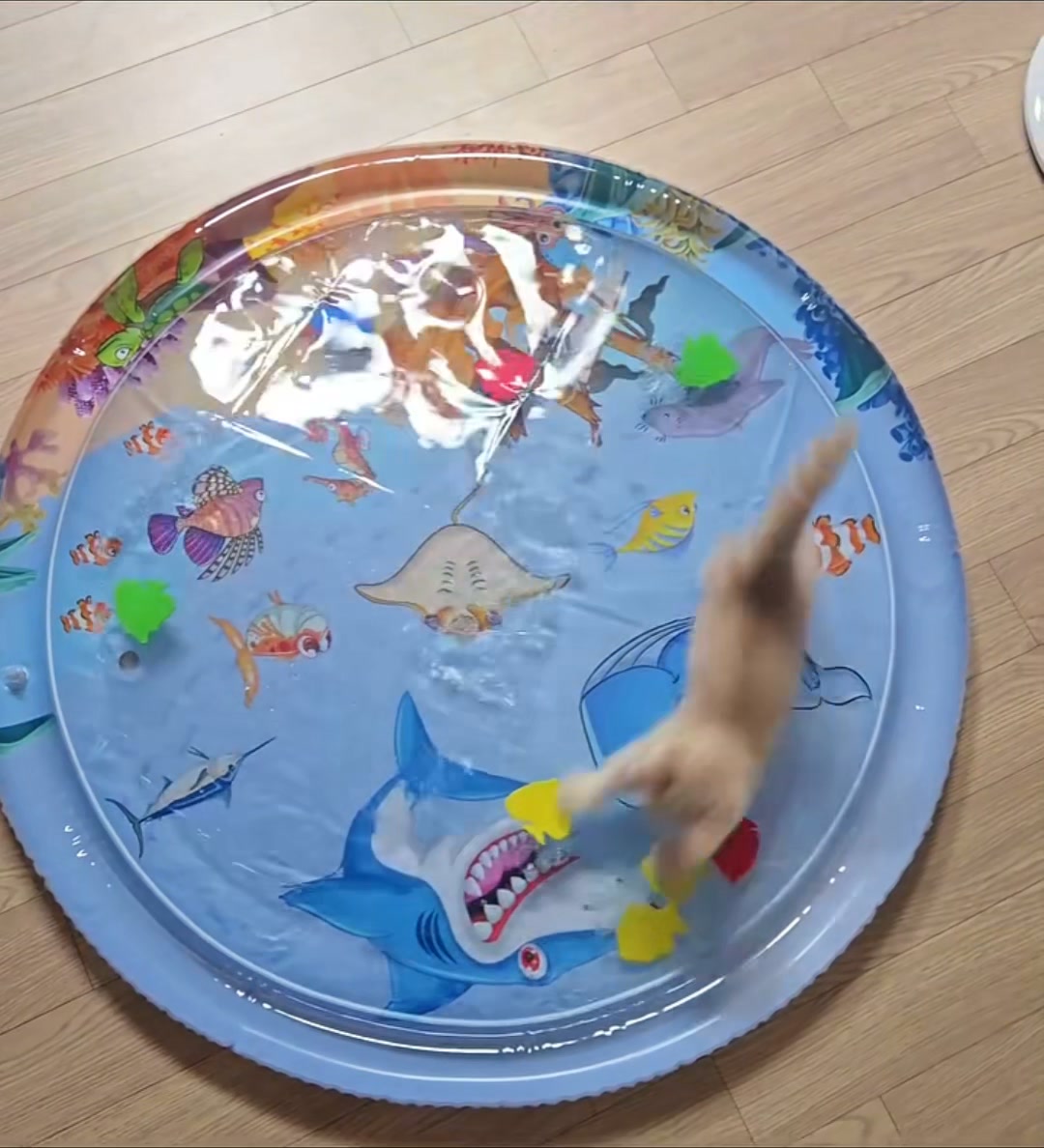 Cooling Water Play Mat for Cats & Dogs