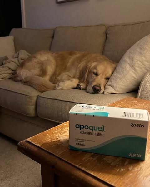 To nie alergia. To pasożyty.