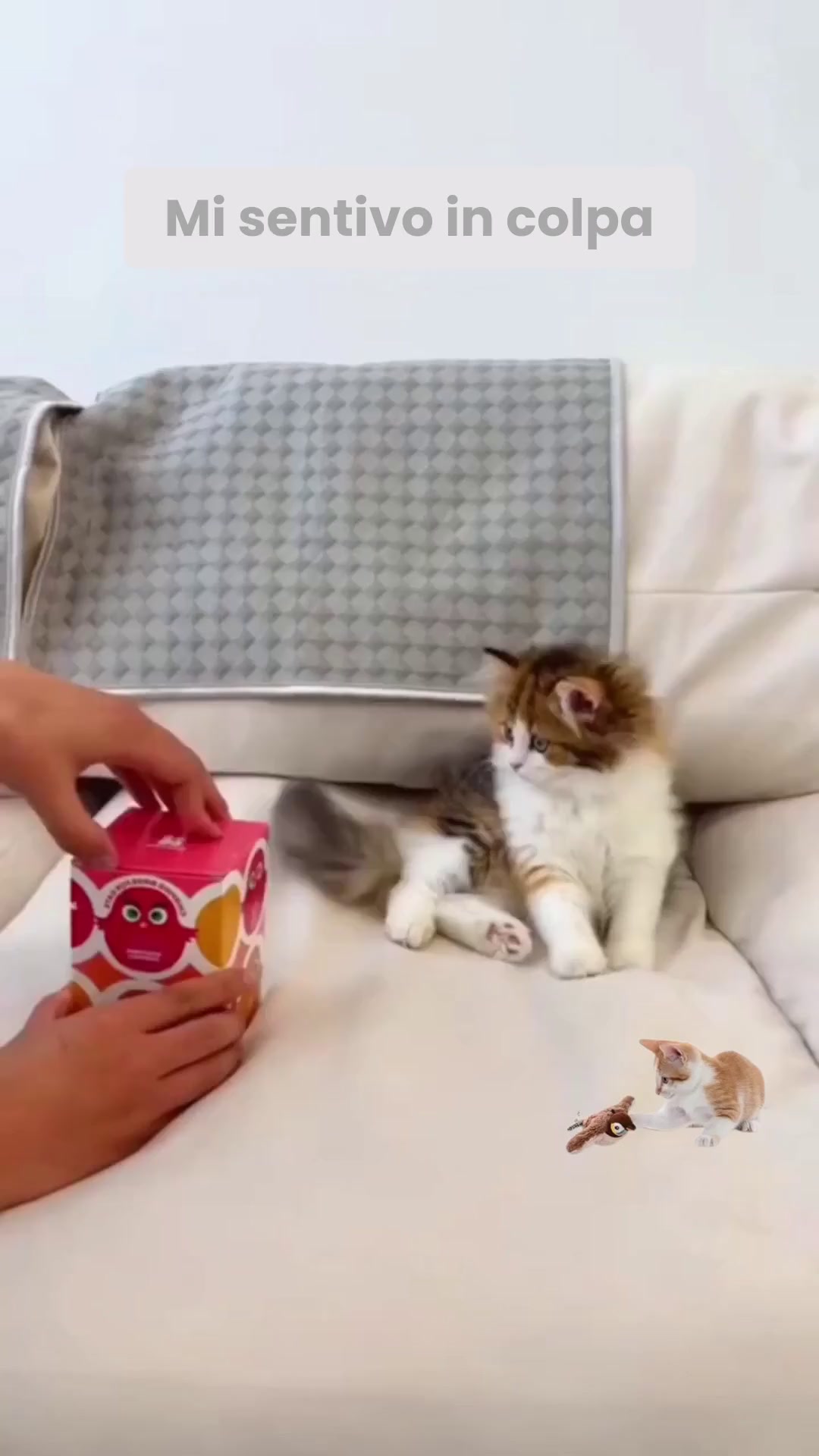 I gatti lo adorano!