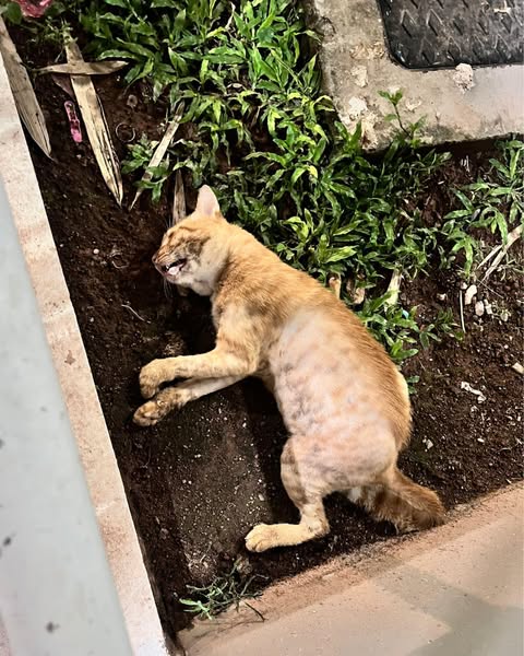 I Trusted Amazon. It Killed My Cat Biscuit