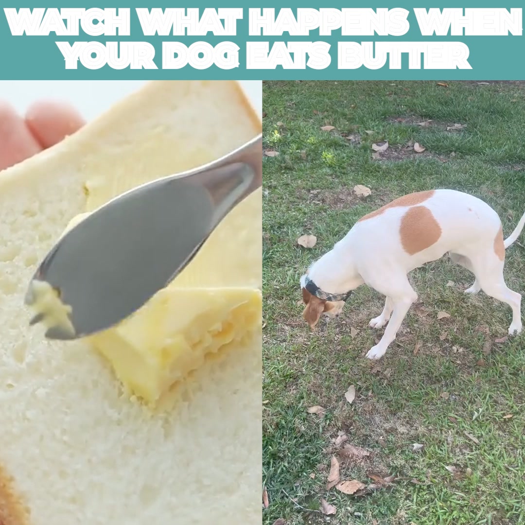 Should You Feed Your Dog BUTTER?