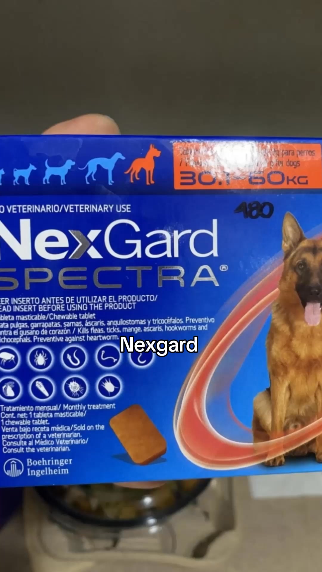 Give Your Dog a Bug-Free Life
