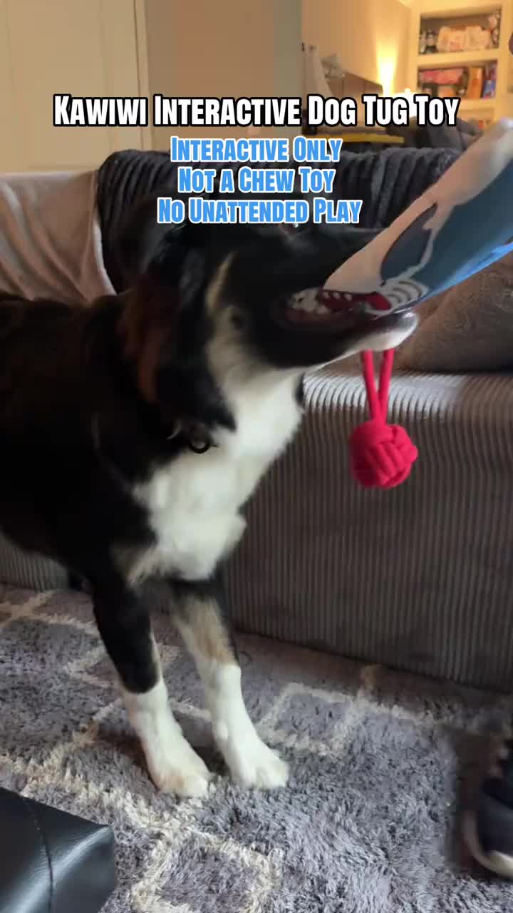 Anúncio de Starrisy
