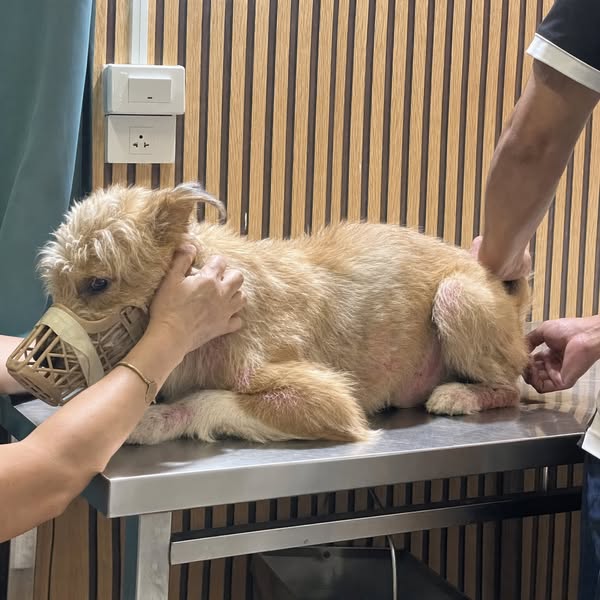 Read This Before Your Next Vet Bill