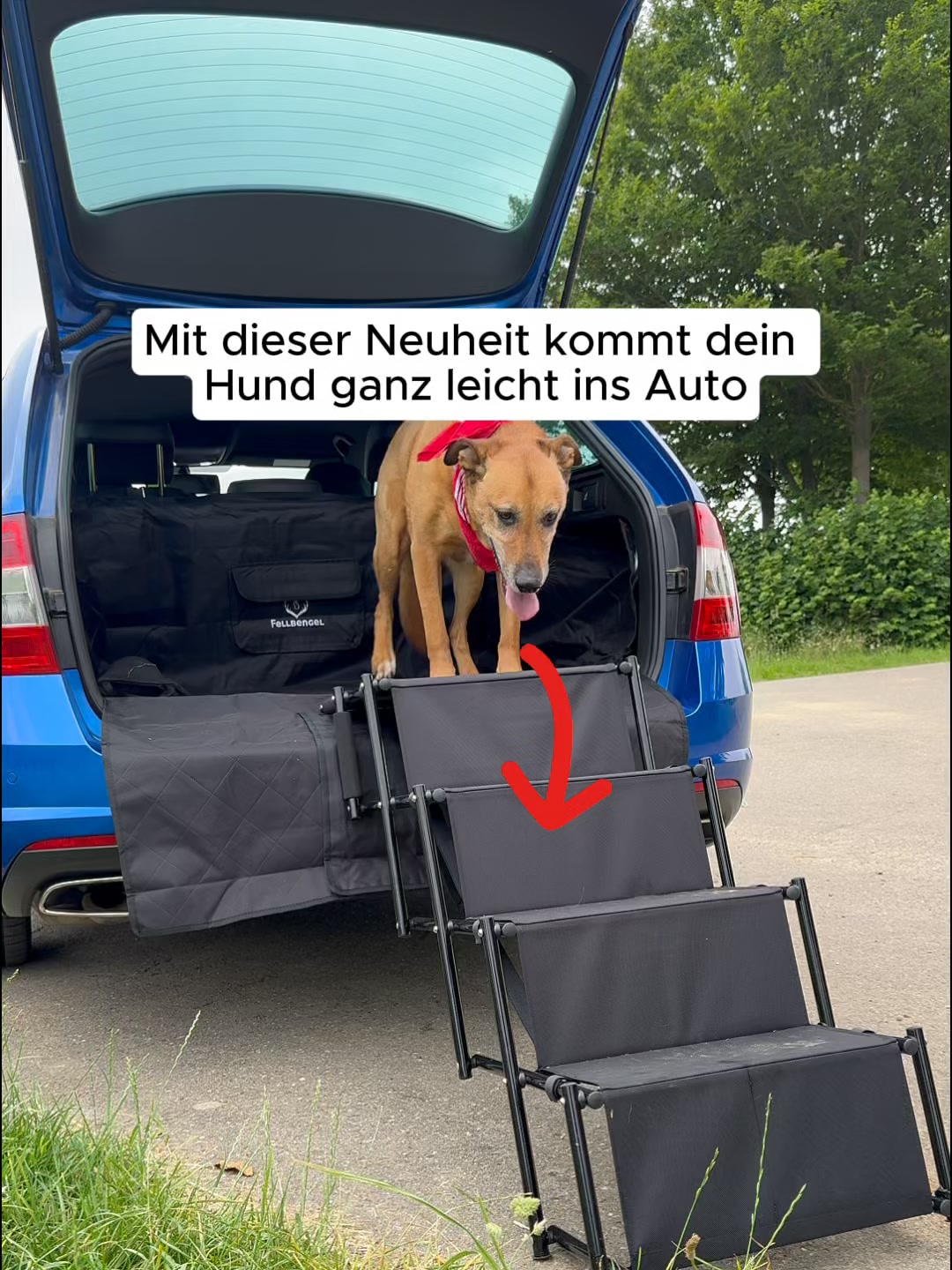 Einfacher Einstieg mit Hund
