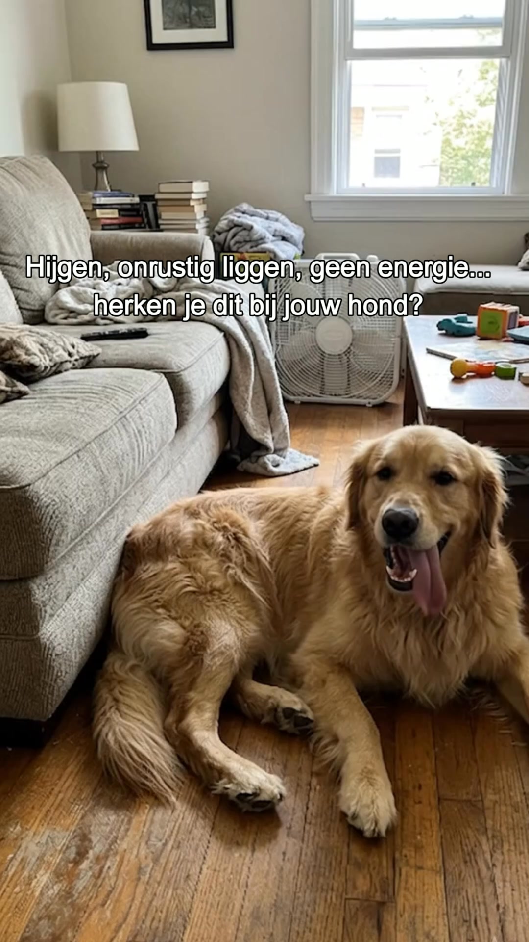 Houd je hond koel deze zomer