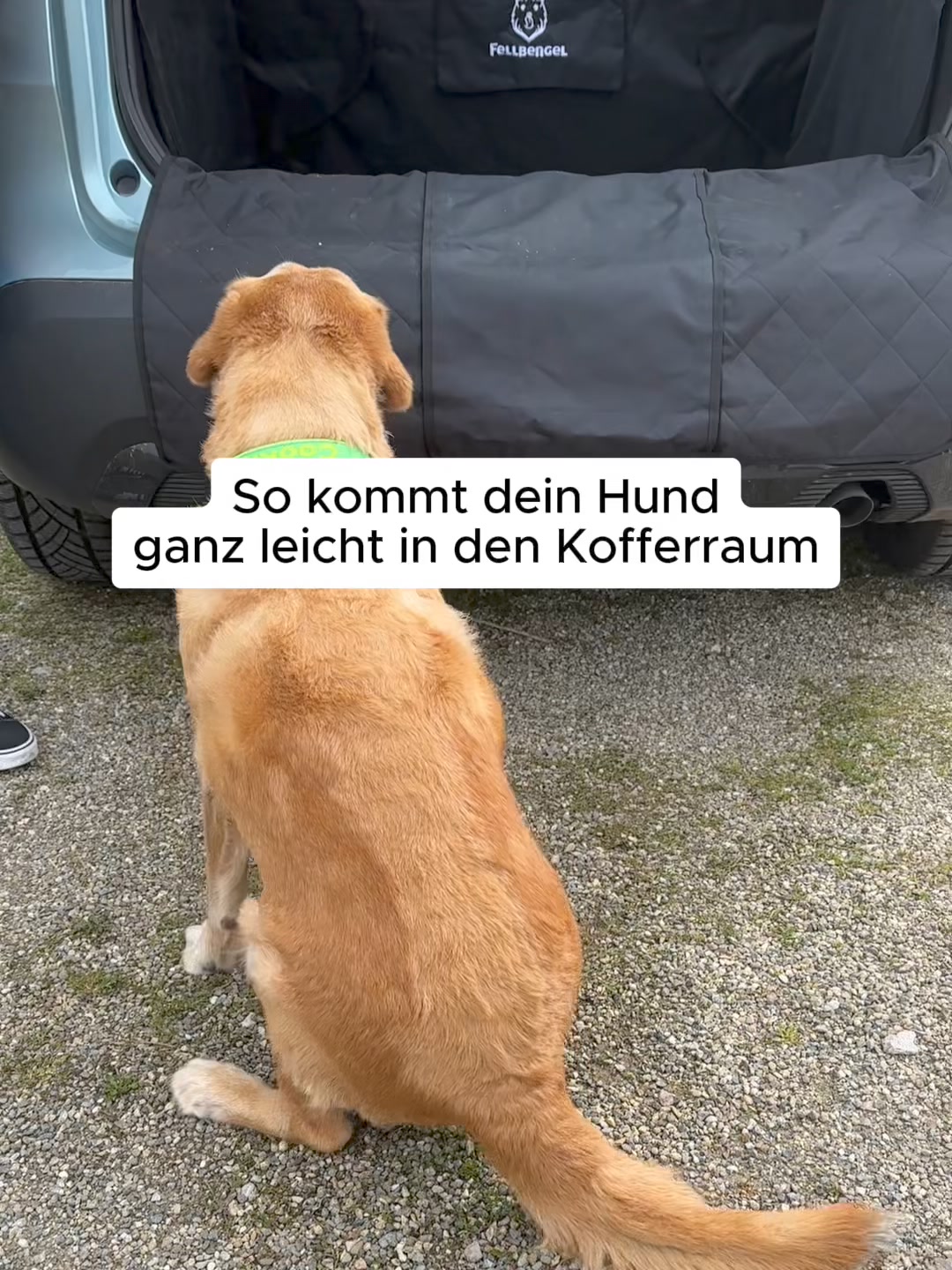 Auto Hundetreppe statt Sprung in den Kofferraum
