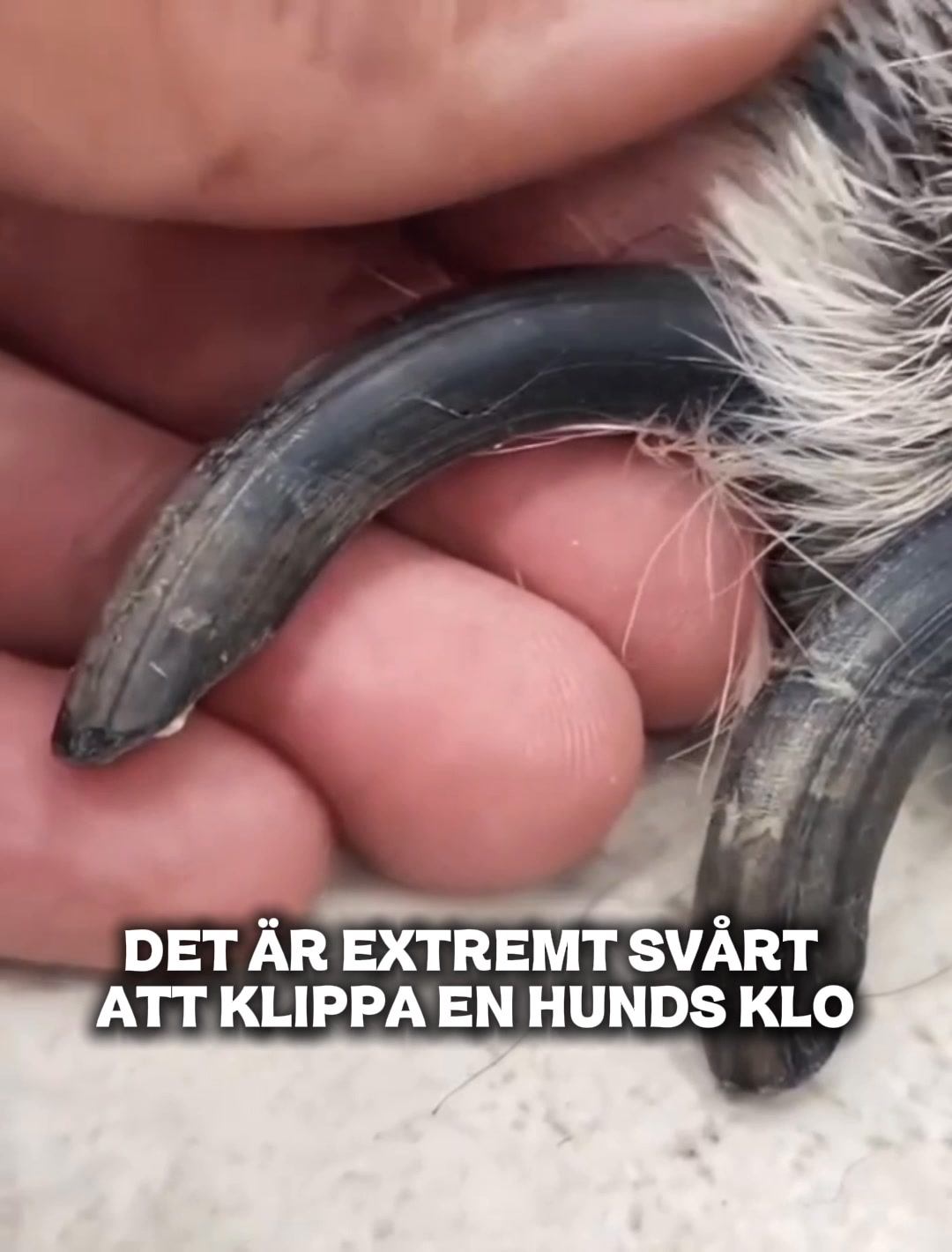 Stressfri klovård för din bästa vän!