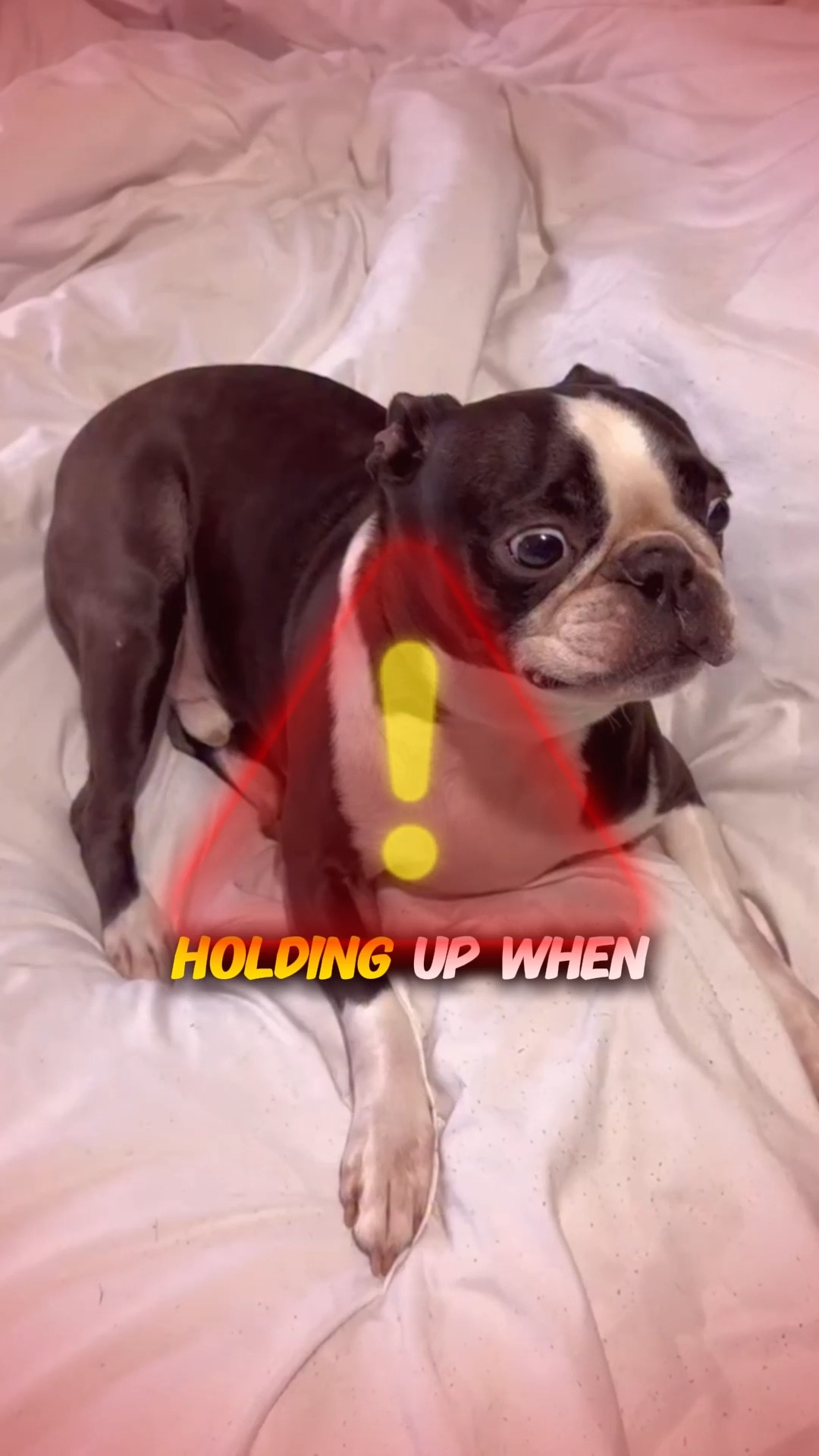 Anúncio de Hound Wellness