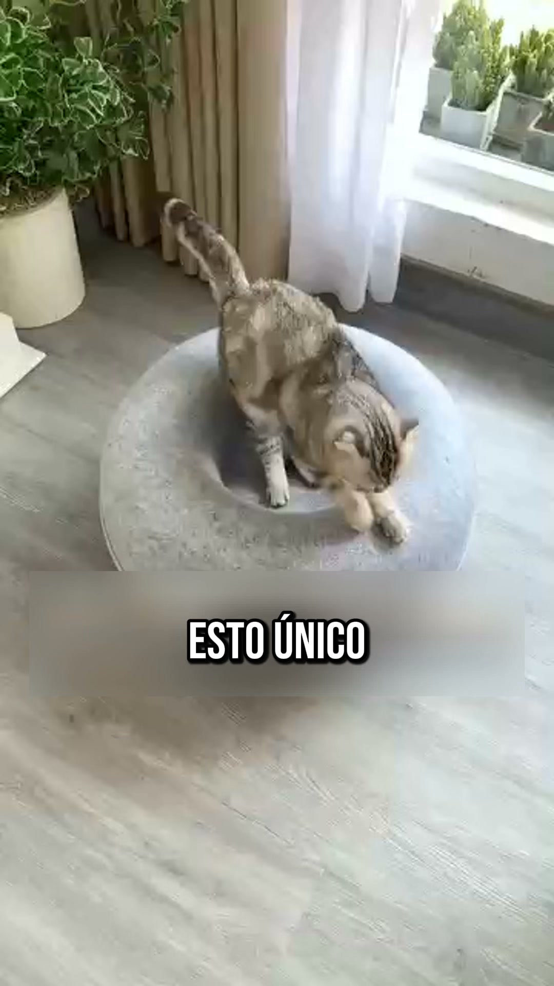 Salva tu sofá de las uñas de tu gato