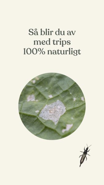 Så blir du av med trips 100% naturligt