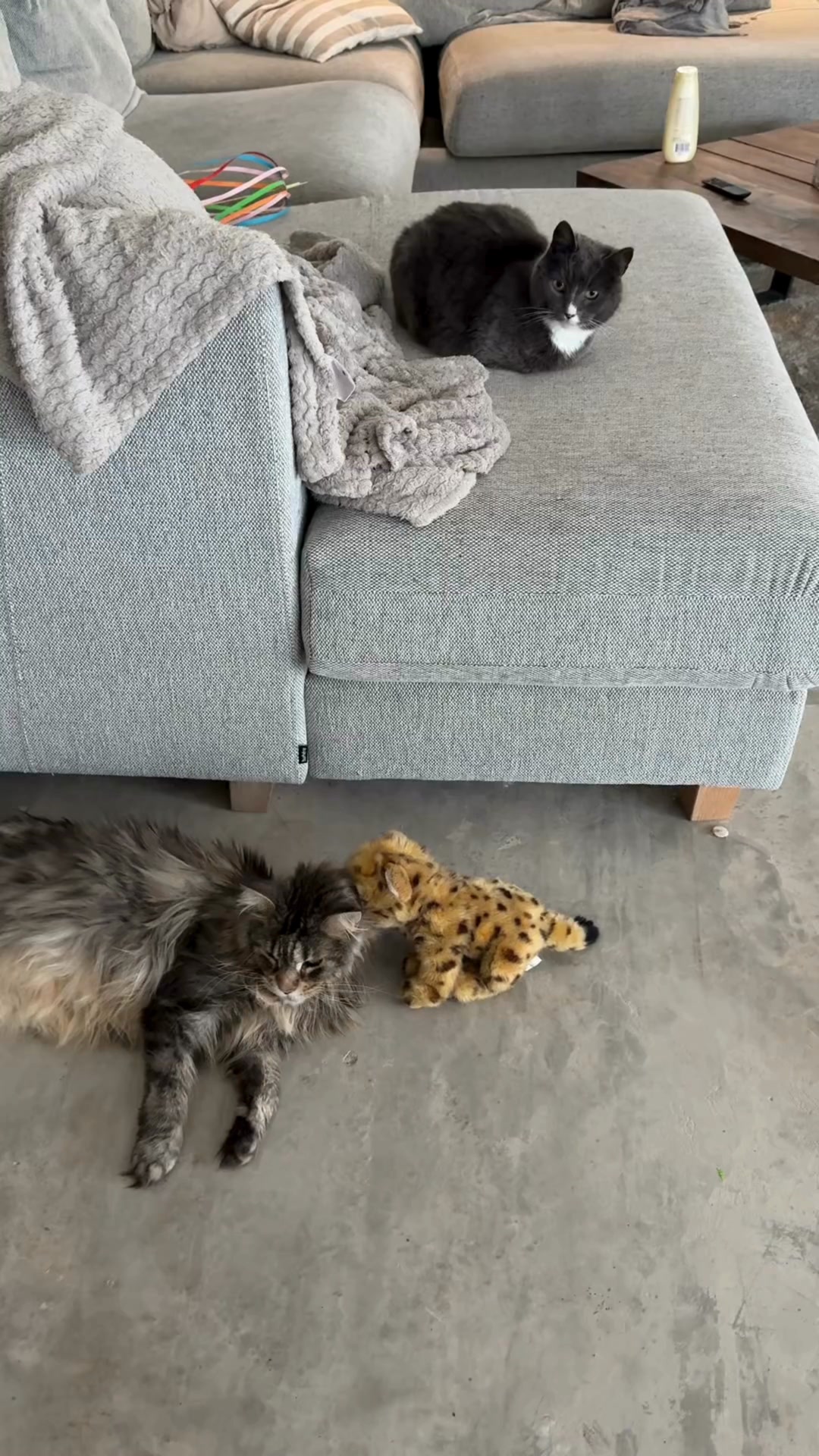 Spåra din katt – utan abonnemang