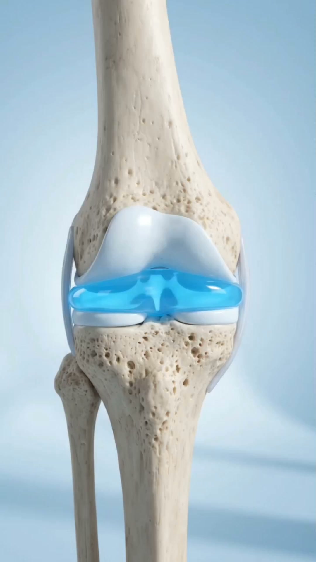 Support Your Joints From Within