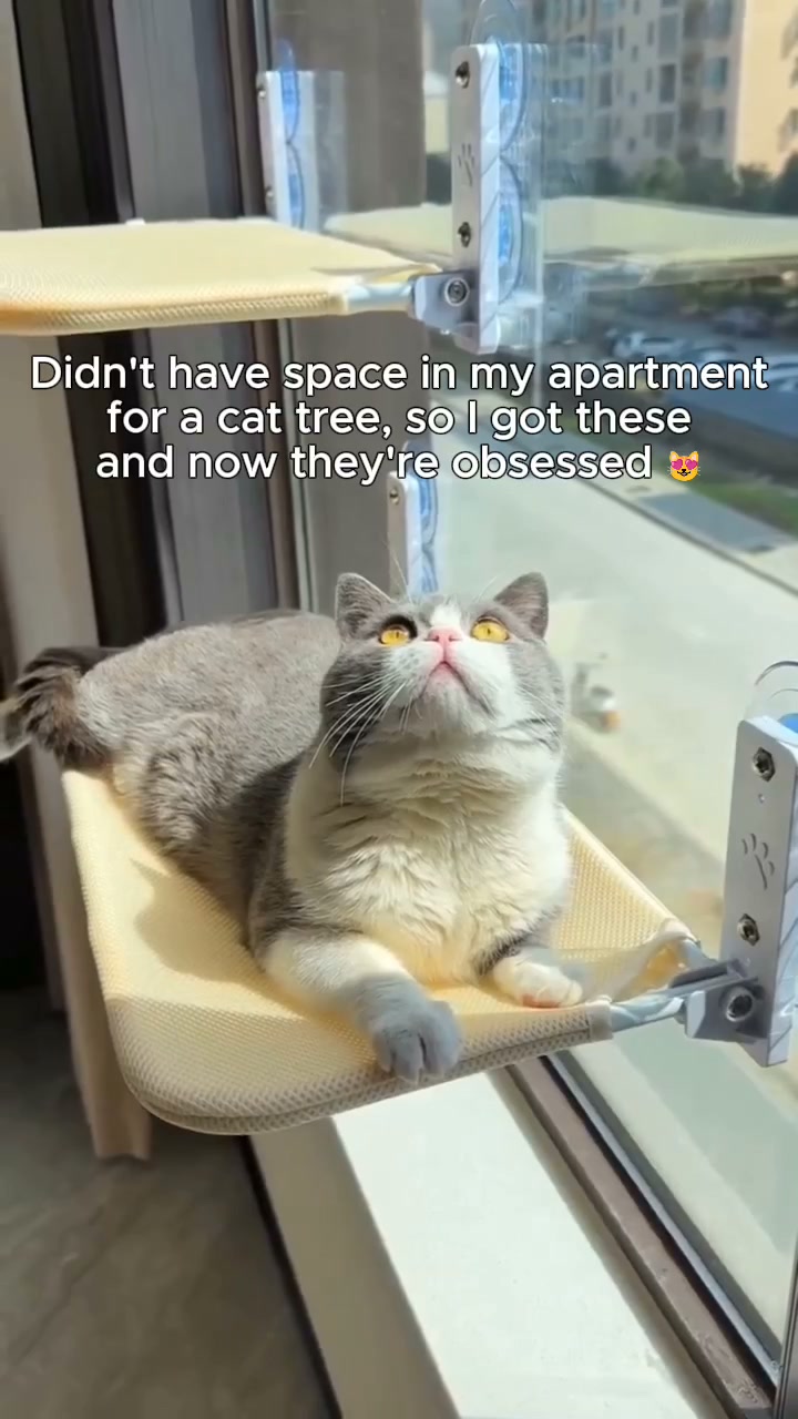 Why Your Cat Won't Leave the Window Alone