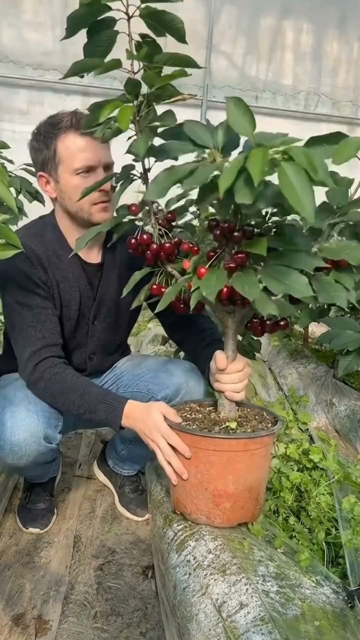 Grow Your Own Sweet & Juicy Cherries – American & Chilean Varieties