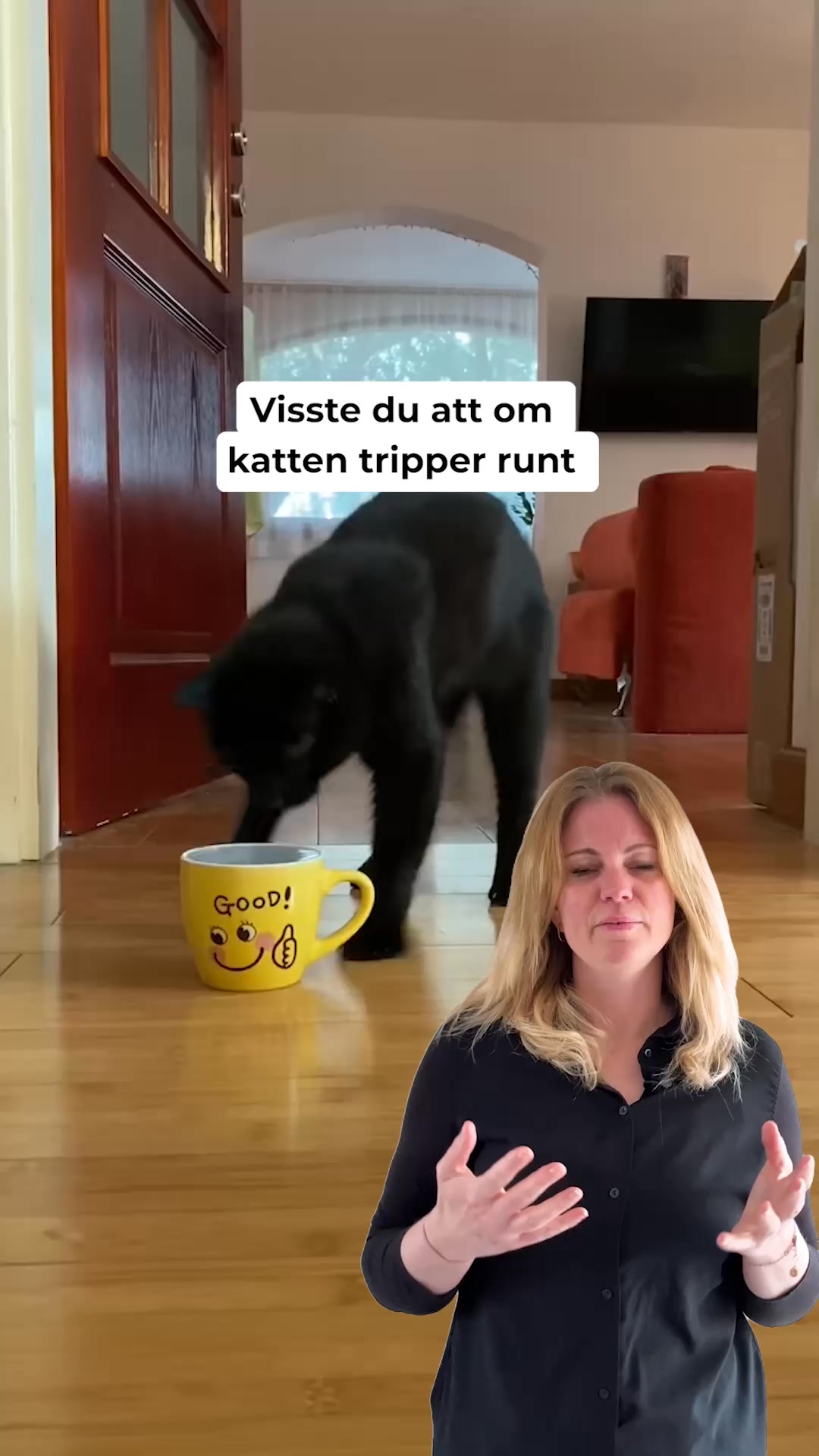 Visa omsorg och ge din katt fräschare vatten