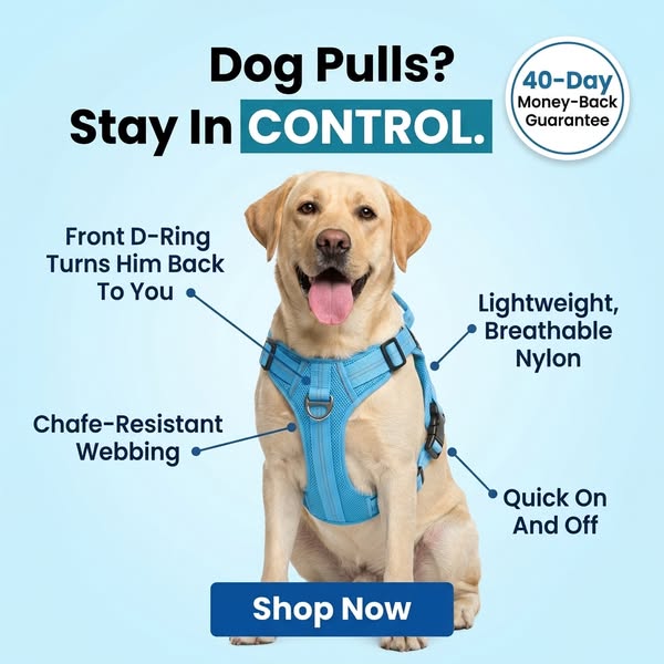 Dog Pulling? Dragging? Consider Them Handled.