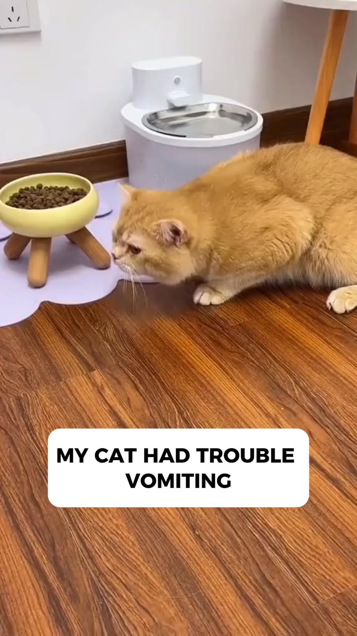 One Treat. Endless Cat Health Benefits.