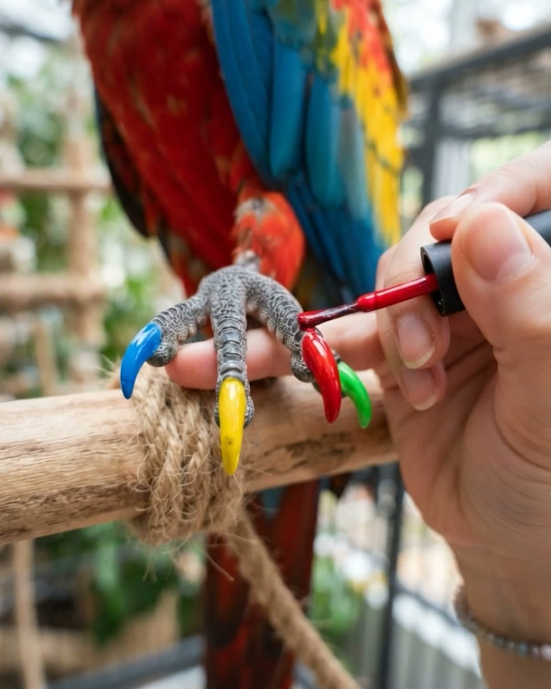 Stress-Free Nail Grooming for Your Bird!