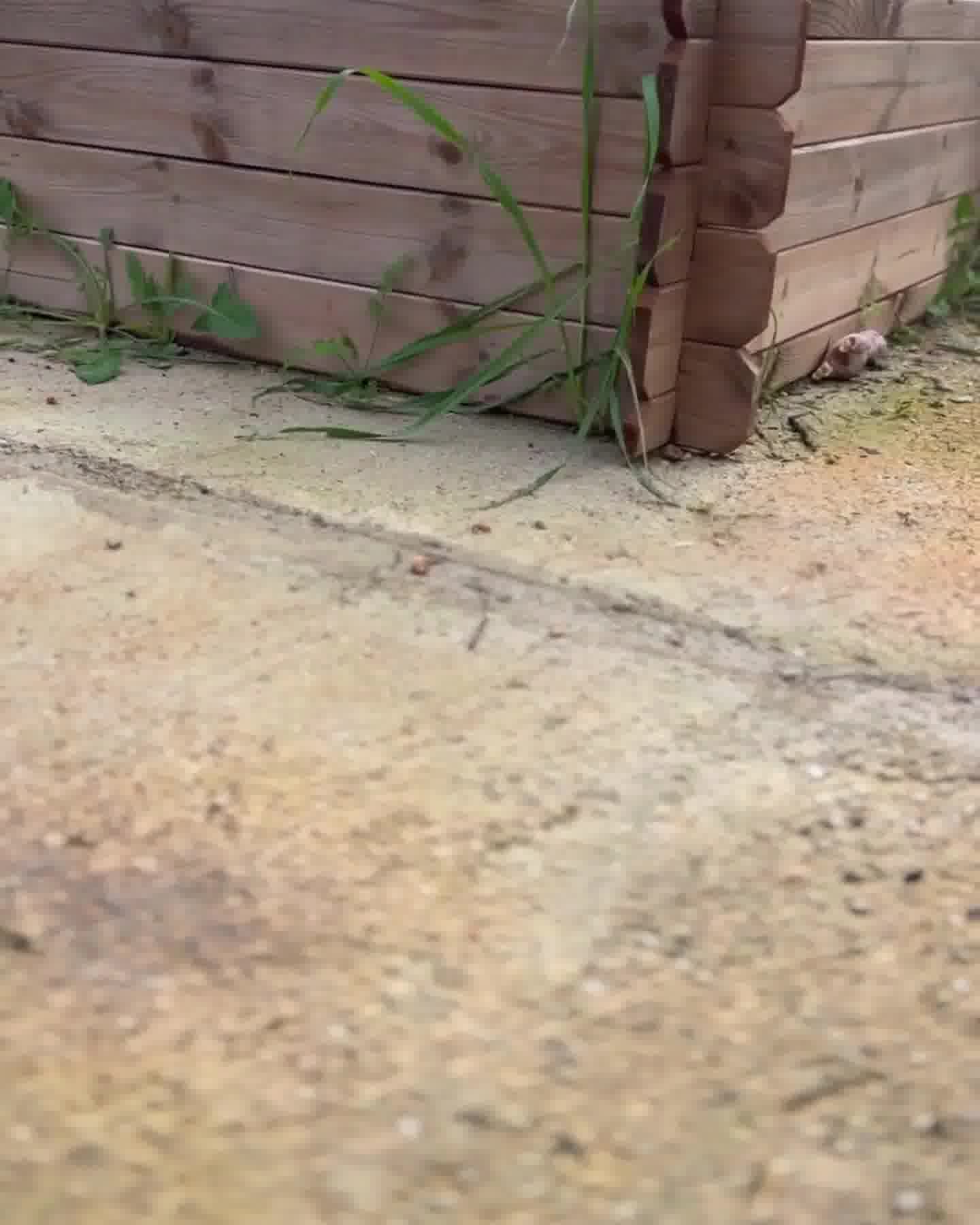 Des milliers de mamans adorent Koala