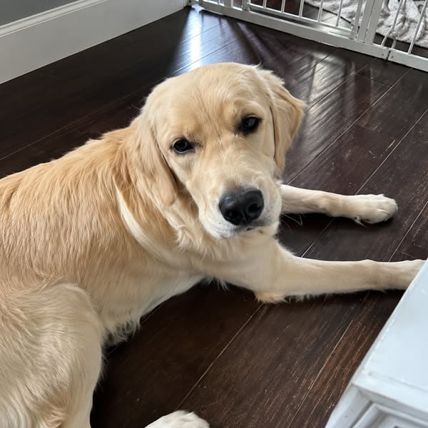 STOP scrubbing your dog’s water bowl!
