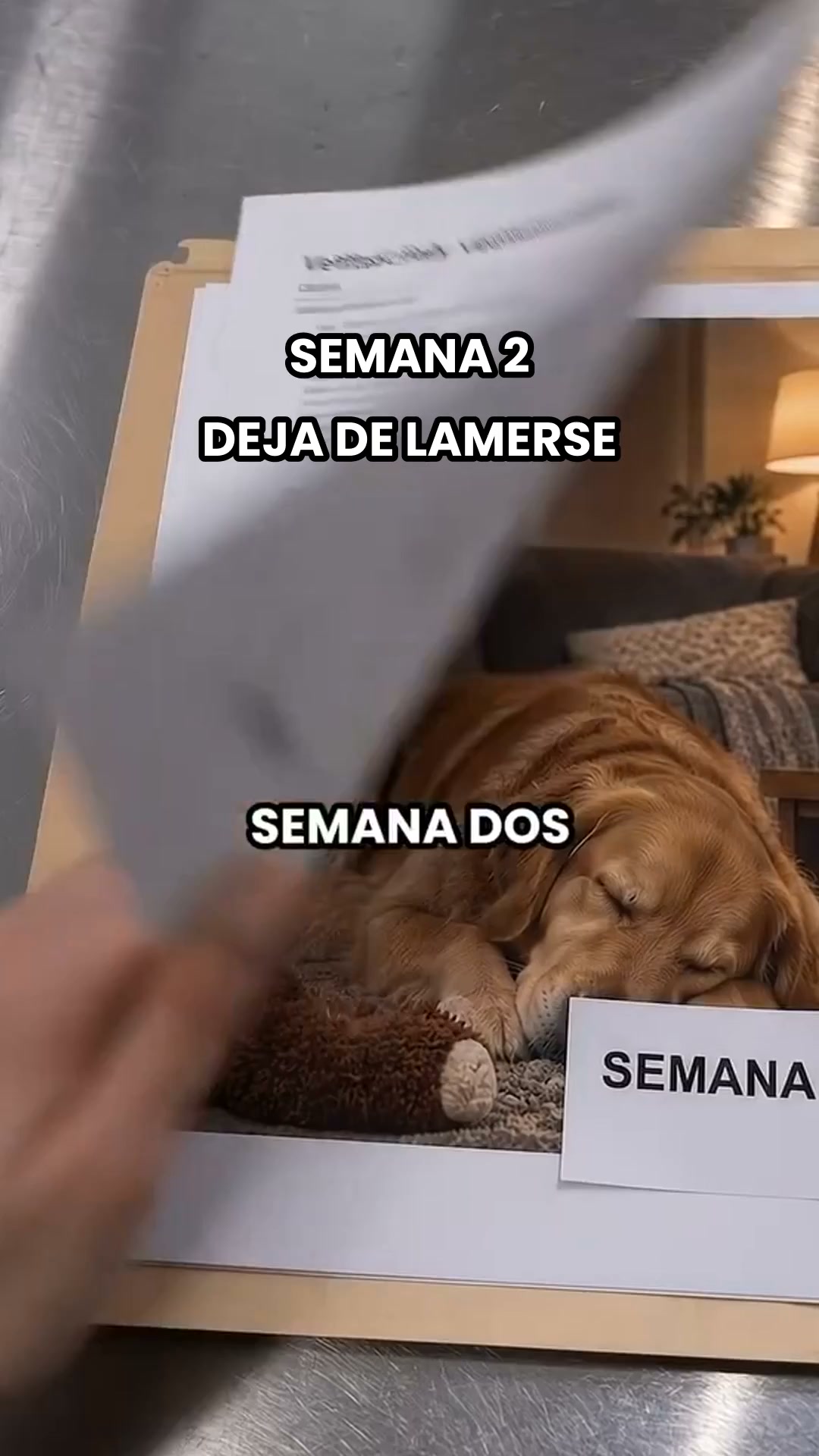 Apoya la digestión de tu perro