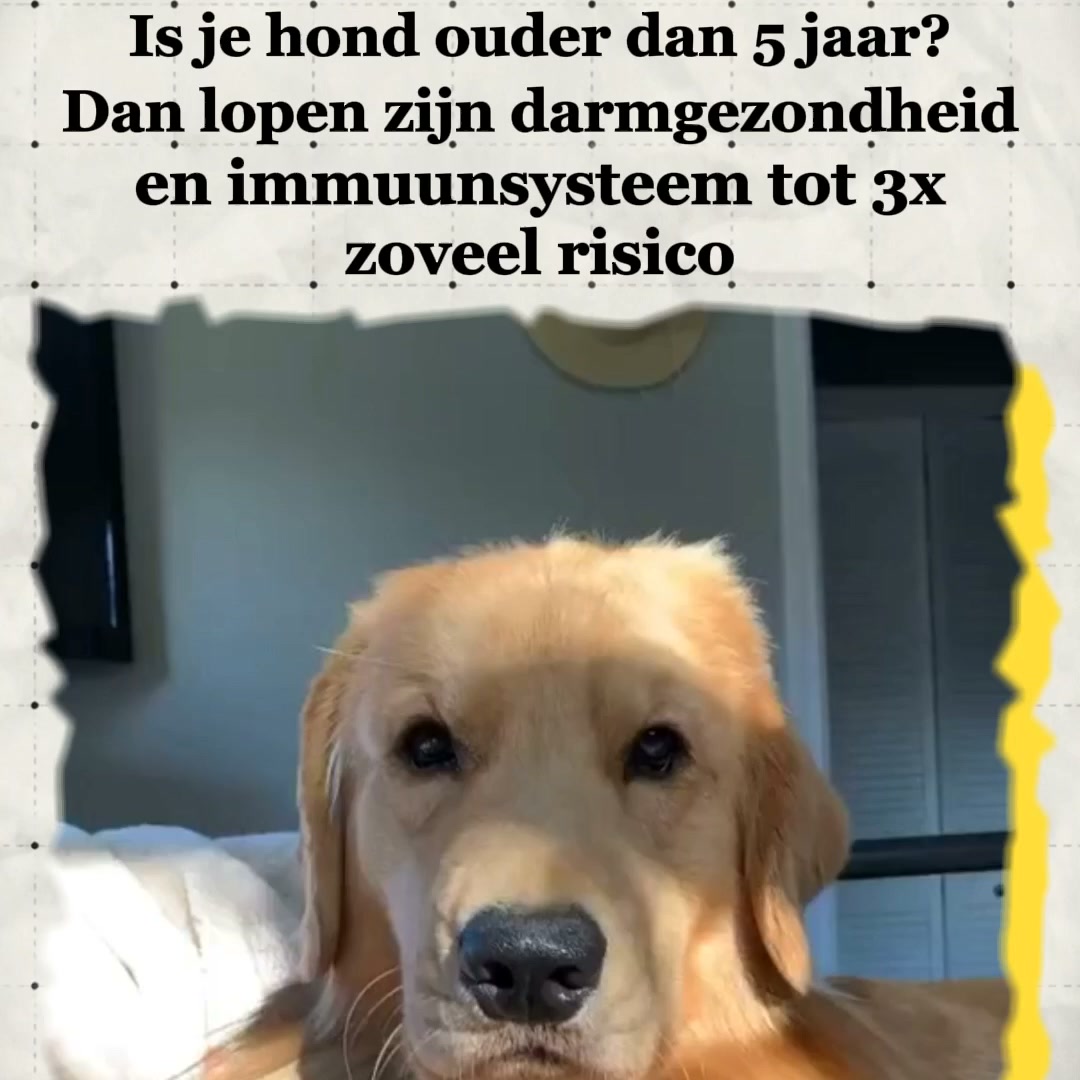 Is jouw hond 5 jaar of ouder? Lees dit