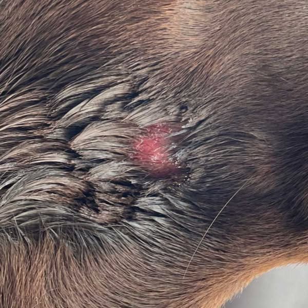 Stop Itching Without Harming Their Body