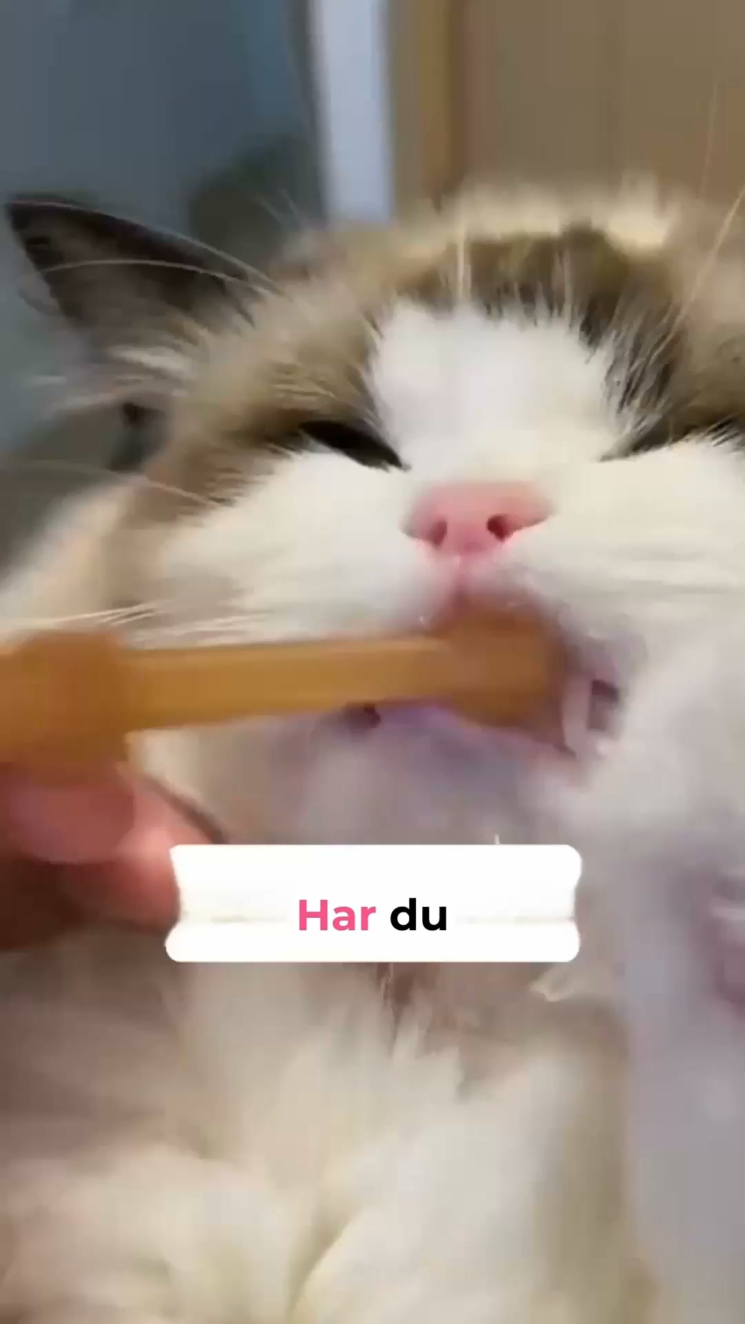 En gladare katt väntar