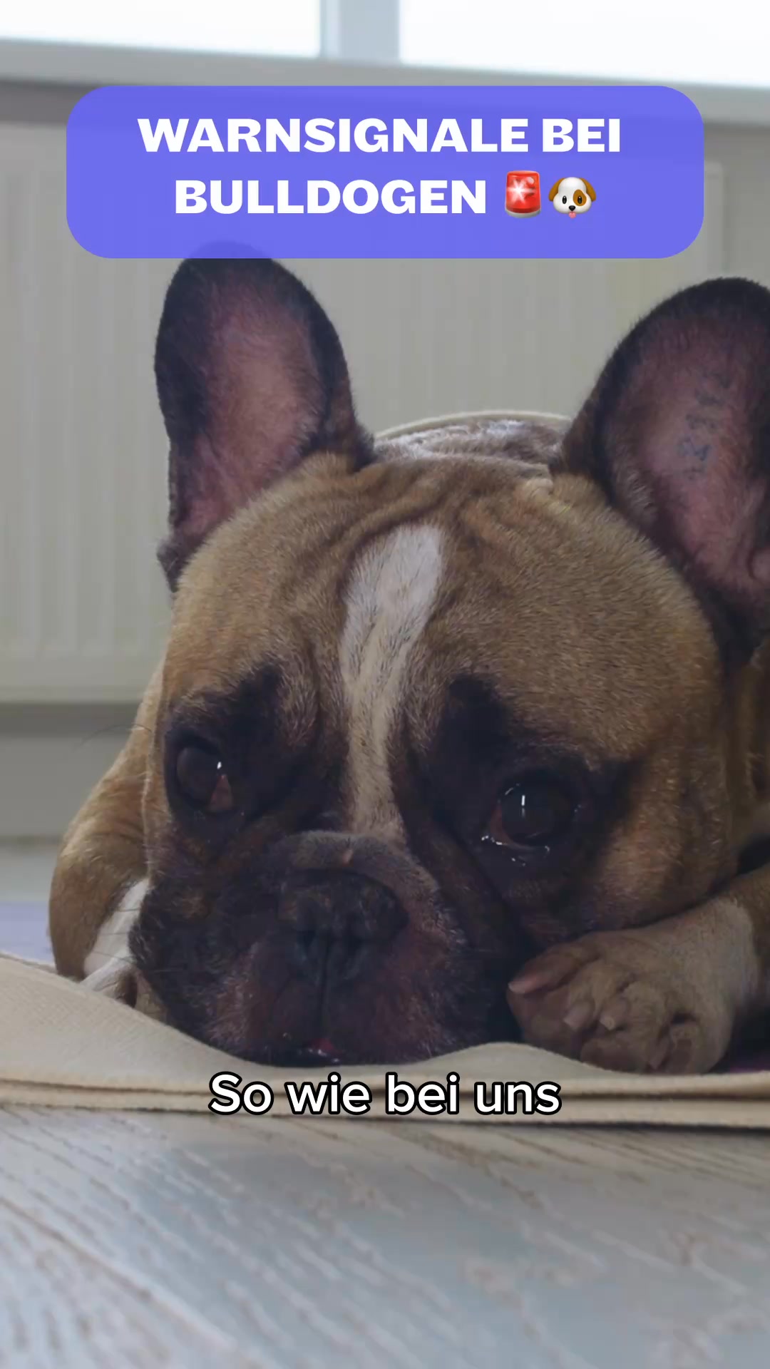 Bulldoggen-Futter: 30% Rabatt sichern