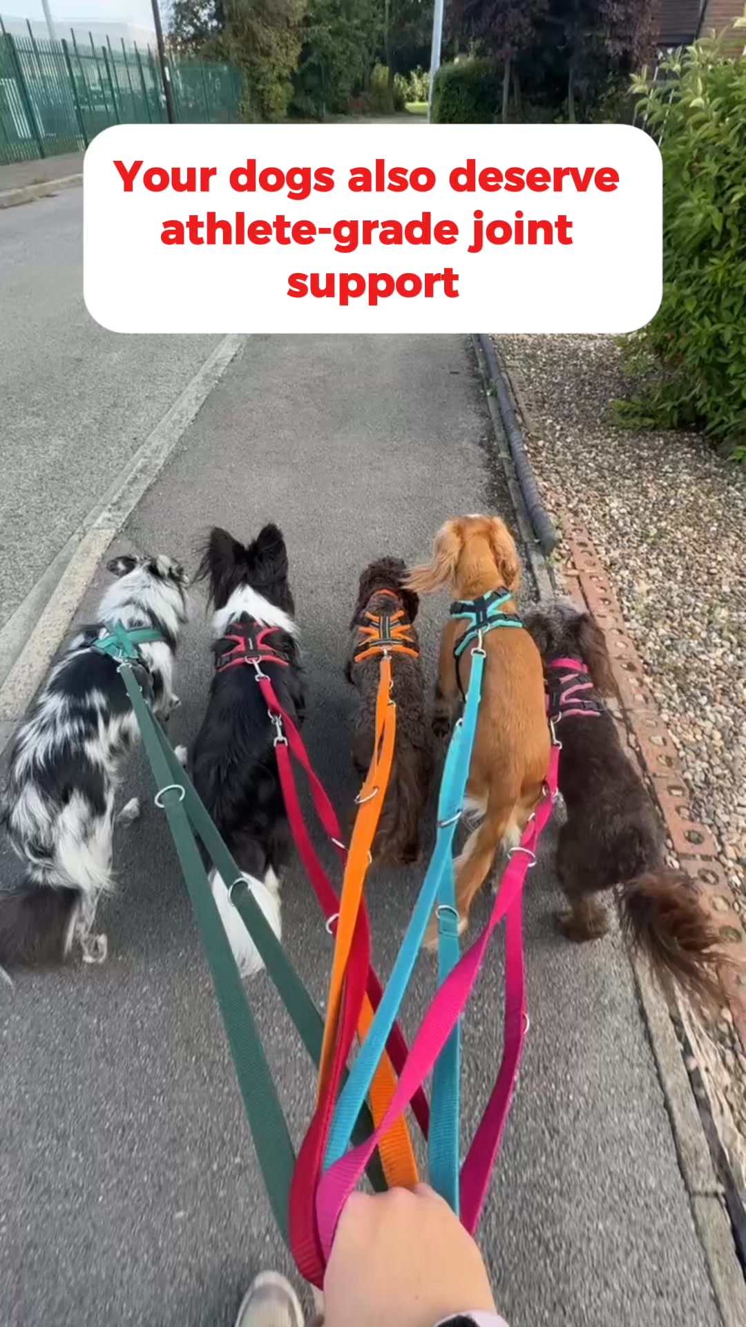 Built for the dogs that don’t have time to slow down