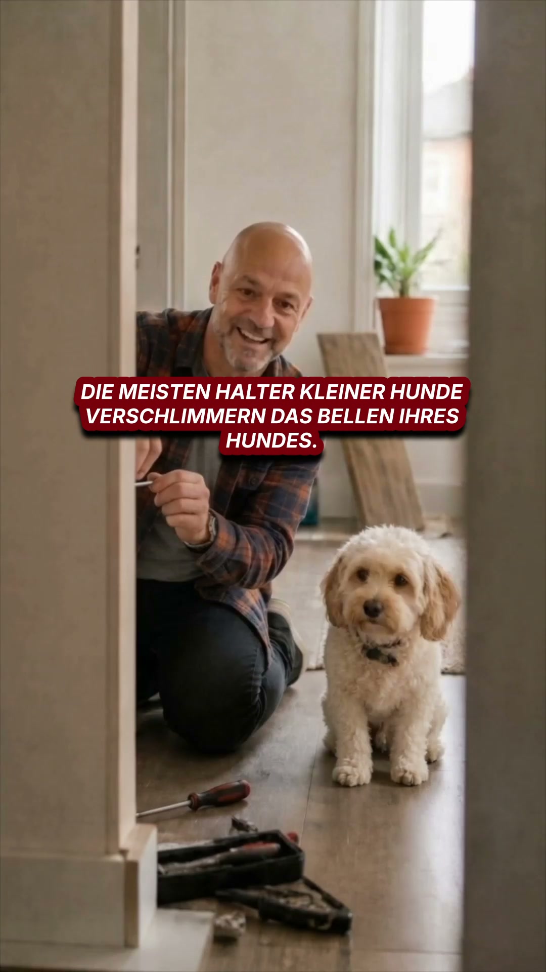 Starten Sie die Kleine-Hunde-Manieren-Routine ▶