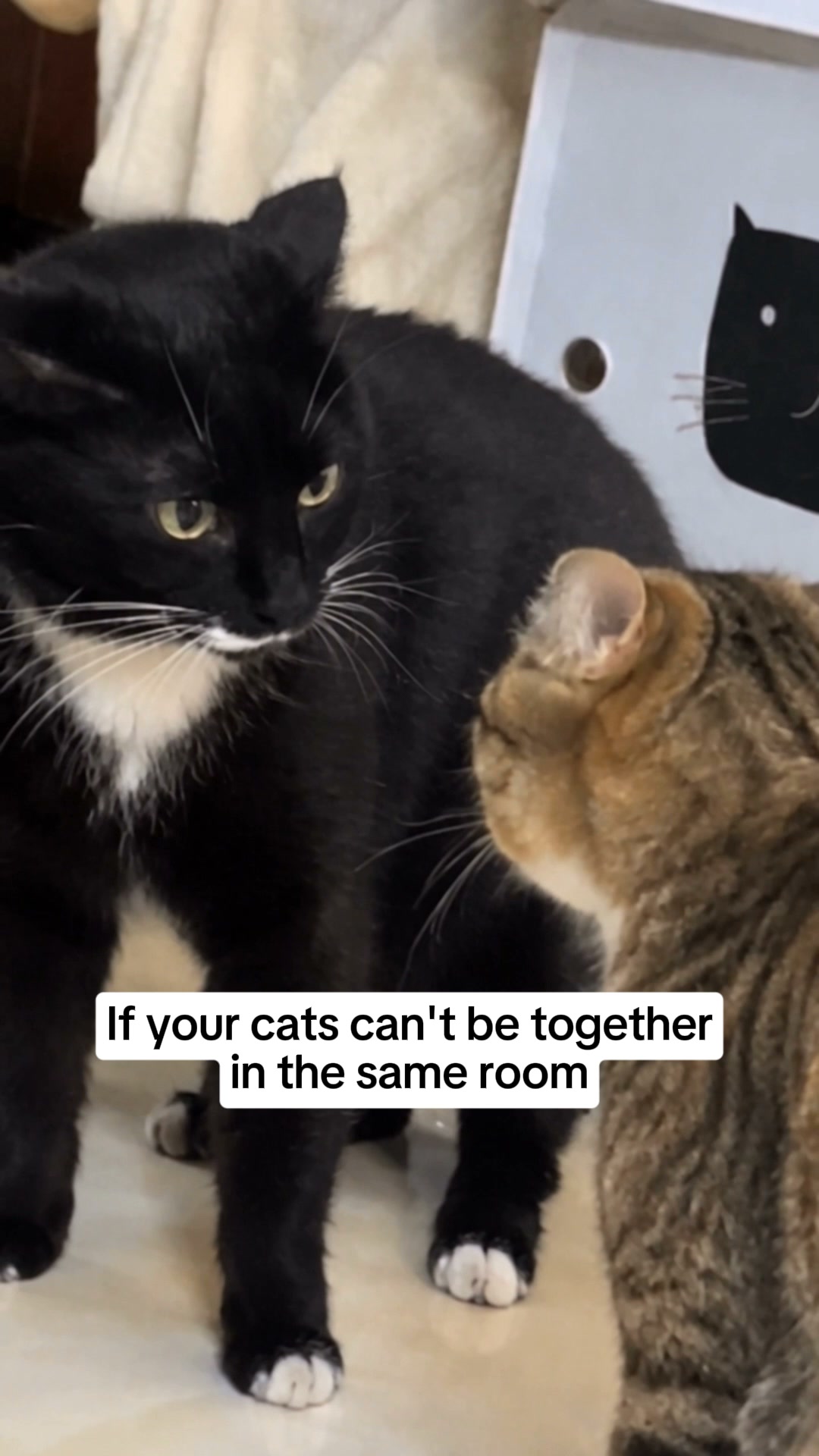 Cats Fighting? Start Here