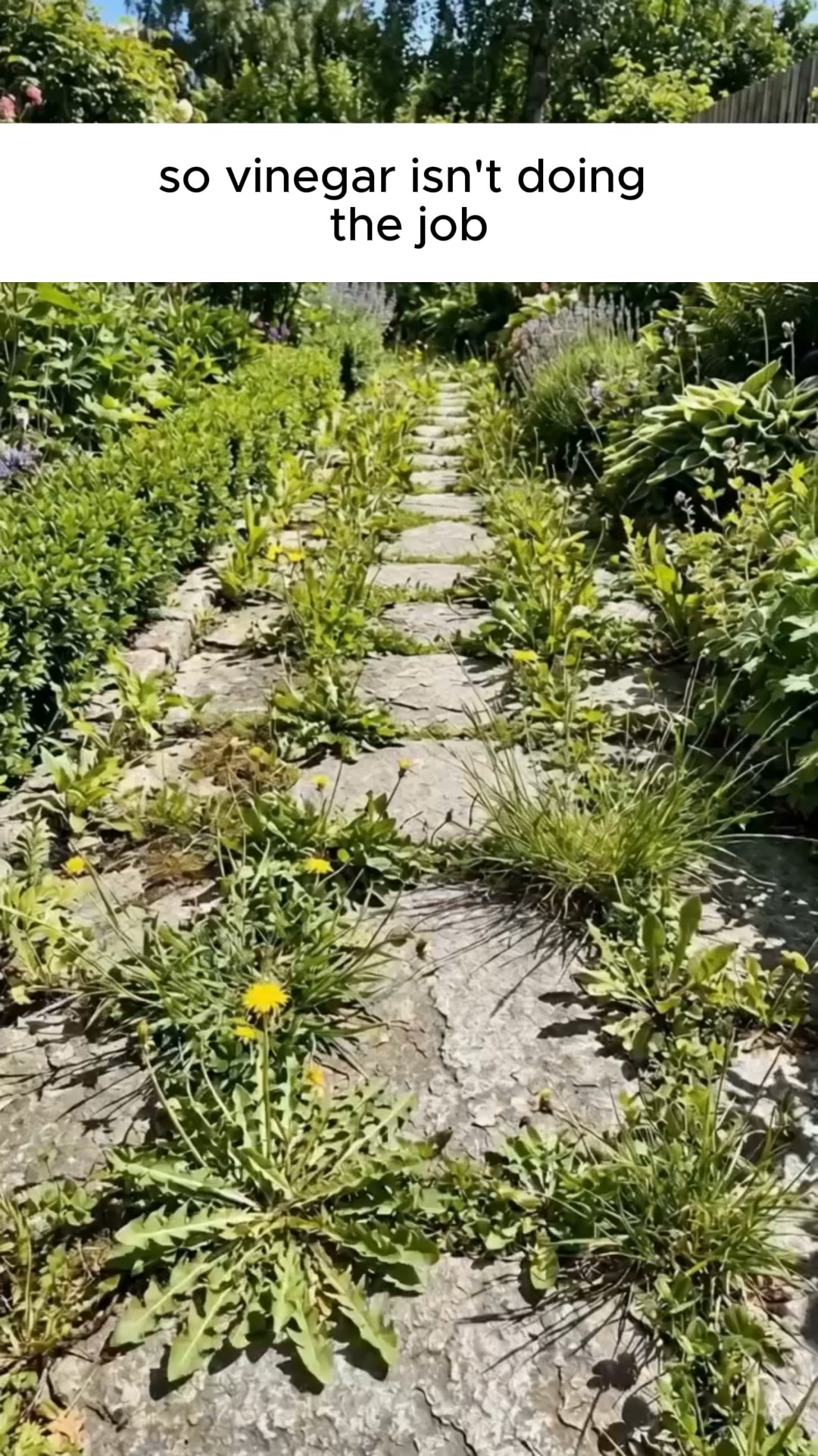 Watch Stubborn Weeds Start Fading Fast