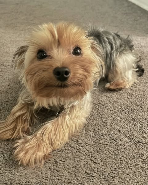 STOP & Read This If You Are A Dog Parent