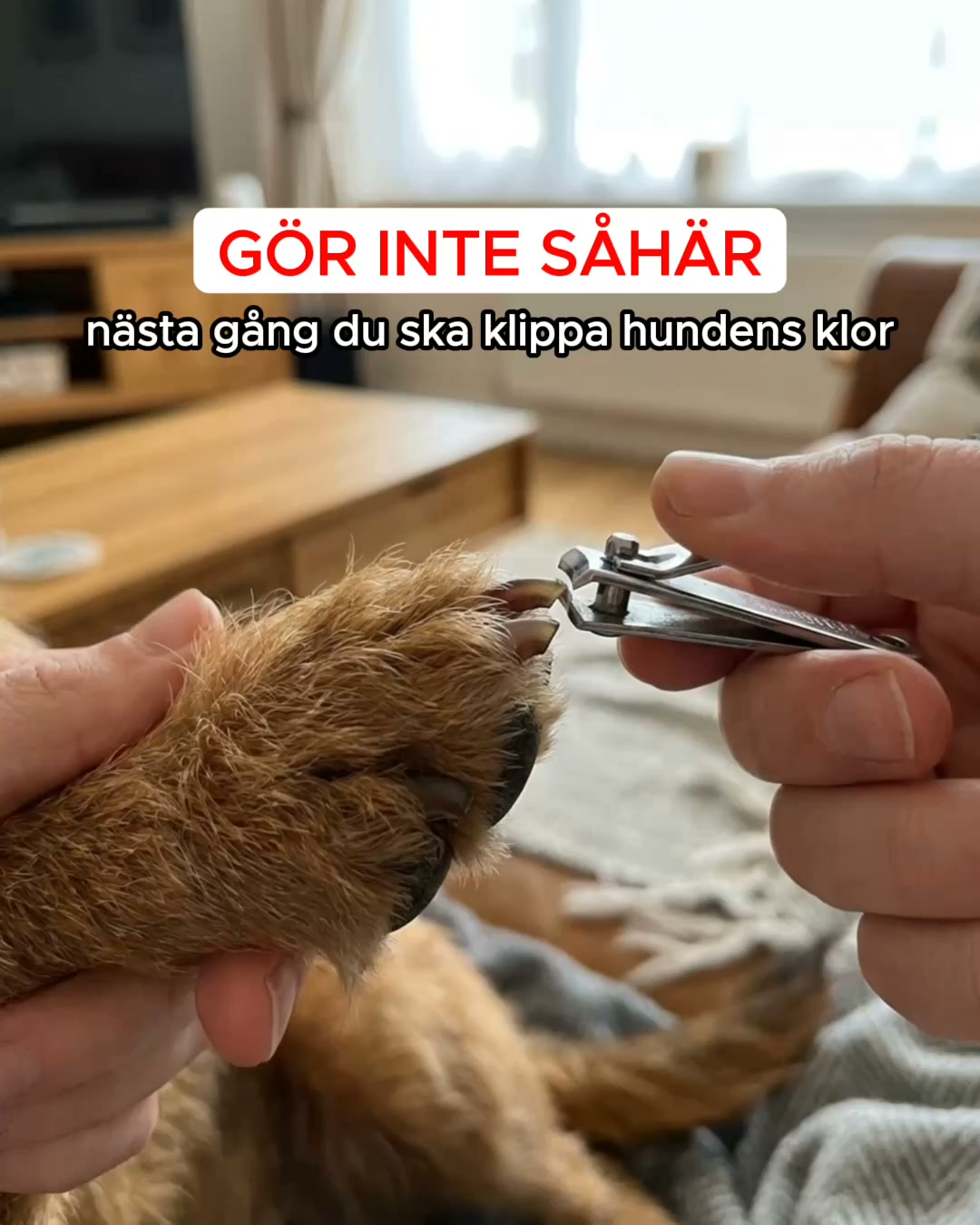 Stressfri klovård för din bästa vän!